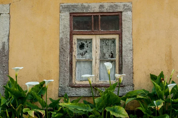 Calla Lilie Flower Bush Old Wall Wall Has Broken Window — Stock Photo, Image