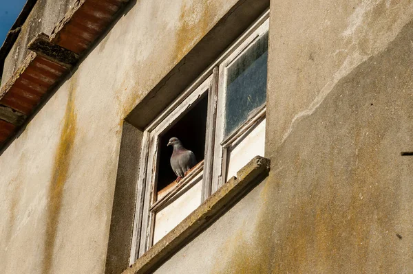 Pigeon Perched Broken Window Old House — Stock Photo, Image