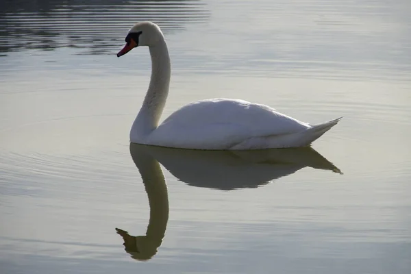 Stolt Vit Svan Med Reflektion Över Vattnet Sjö Södra Tyskland — Stockfoto