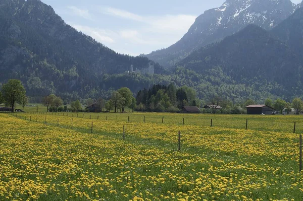 Castelo Neuschwanstein Baviera Nos Alpes Allgaeu Perto Fuessen — Fotografia de Stock