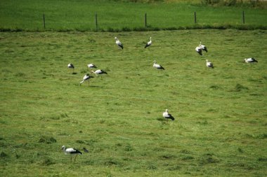 Çayırdaki bir grup leylek