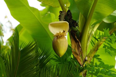 Güneş ışığında egzotik meyveleri olan renkli bitkiler.