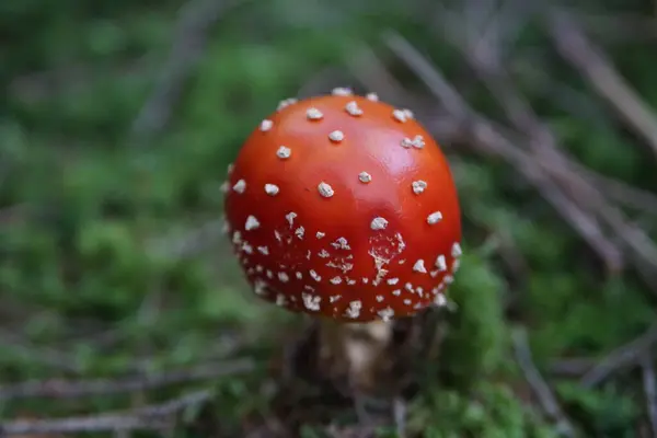 Paddenstoel Het Bos — Stockfoto