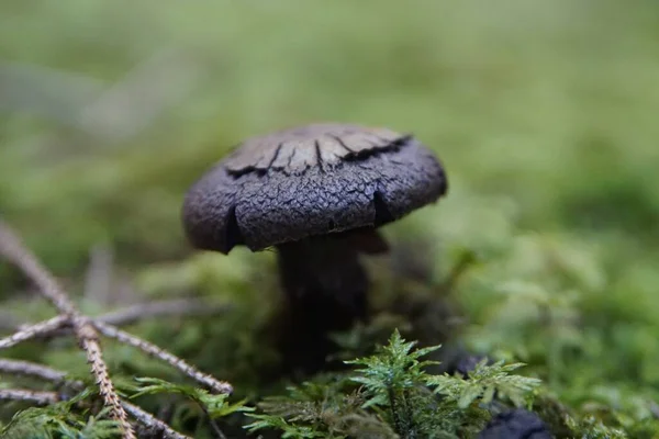 Nahaufnahme Bild Eines Pilzes Wald — Stockfoto