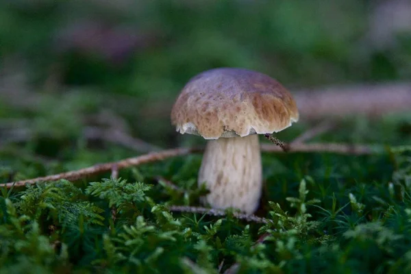 Close Foto Van Een Paddestoel Het Bos — Stockfoto