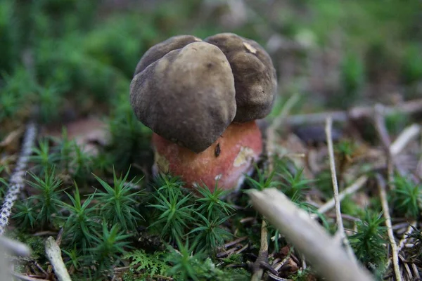 Nahaufnahme Bild Eines Pilzes Wald — Stockfoto