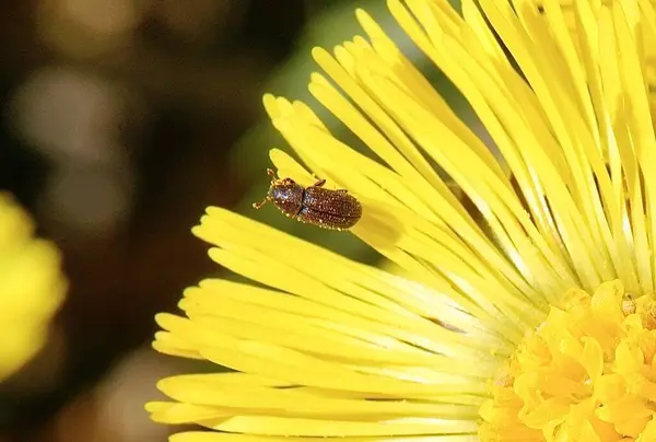 Üzerinde Küçük Bir Böcek Olan Sarı Çiçek Yaklaş — Stok fotoğraf