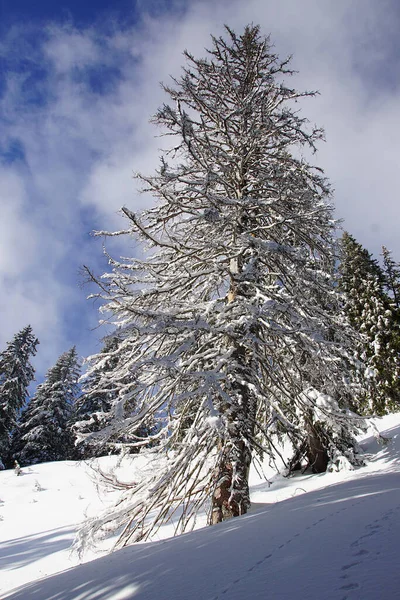 Paisaje Invernal Los Alpes Alemanes Bavarianos —  Fotos de Stock