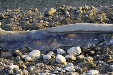 Bavyera Alplerinde kış manzarası