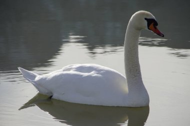 Gururlu beyaz kuğu yansımalı gölde 