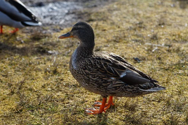 Ingyen Kacsa Strandon Álló Tónál Vagy Úszás Vízben — Stock Fotó