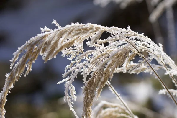 Folha Congelada Inverno Close — Fotografia de Stock