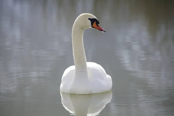 反射して湖の上に誇り高い白い白鳥 — ストック写真