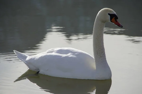 反射して湖の上に誇り高い白い白鳥 — ストック写真