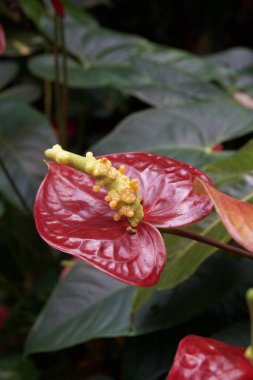 Yakından renkli bir çiçek.