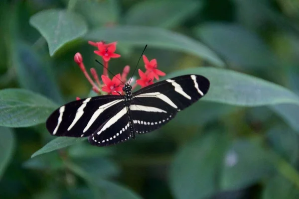 Mariposa Primer Plano Foto Una Flor — Foto de Stock