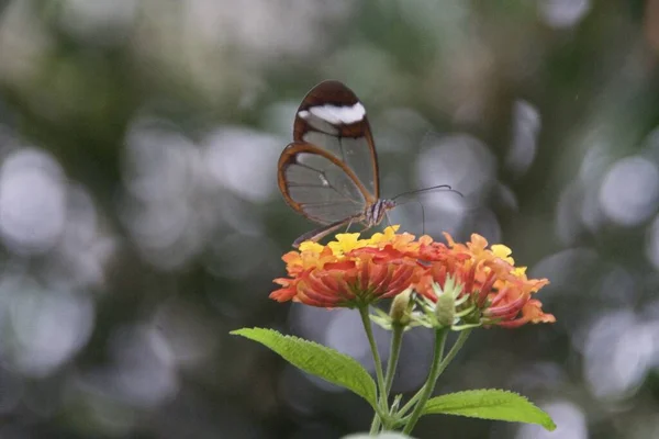 蝴蝶在花朵上的特写照片 — 图库照片