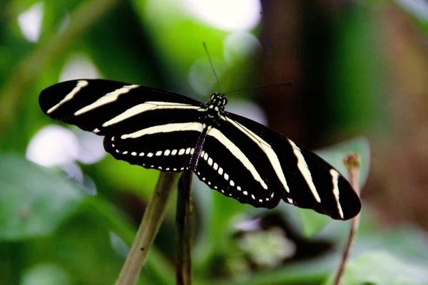 나비의 사진을 — 스톡 사진