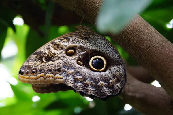 Vlinder Close Foto Een Bloesem — Stockfoto