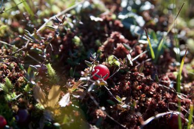 Meyve, çiçek, doğada güzel renklerde yaprak. 
