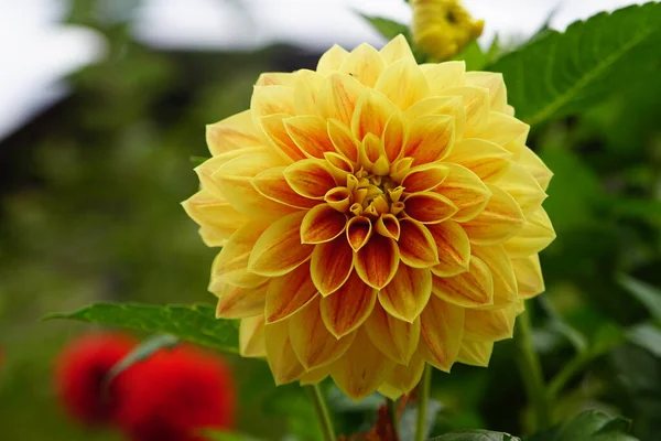 Colorful Blossom Closeup — Stock Photo, Image