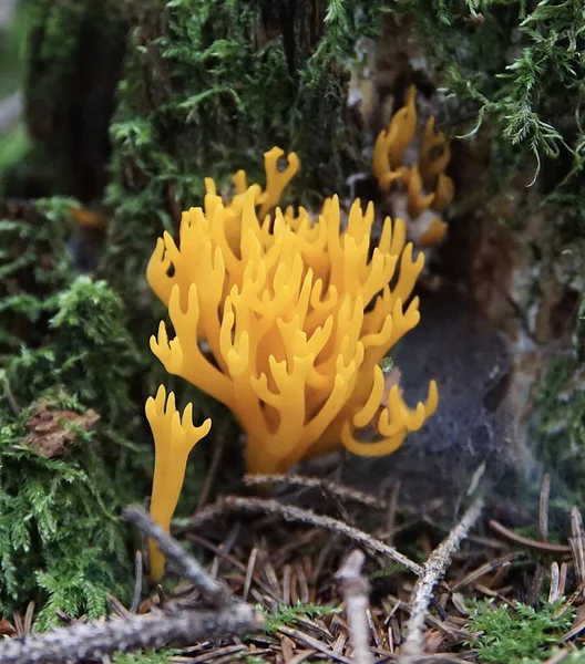 Pilz Wald — Stockfoto