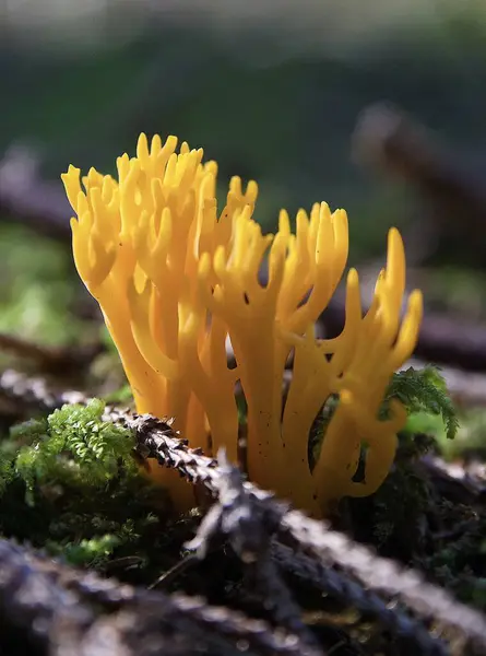 Paddenstoel Het Bos — Stockfoto