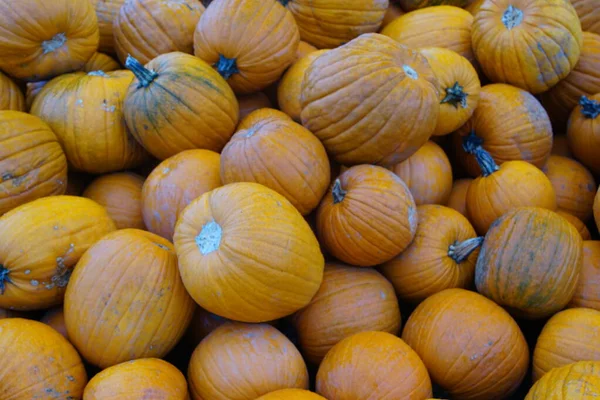 Sacco Zucca Colorata — Foto Stock