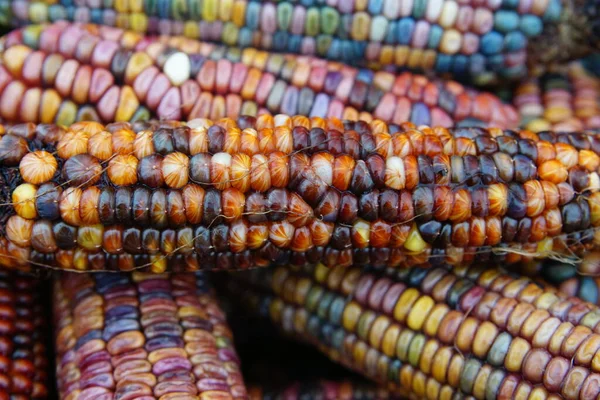 Granturco Colorato Sulla Pannocchia — Foto Stock