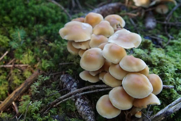 Paddenstoel Het Bos — Stockfoto