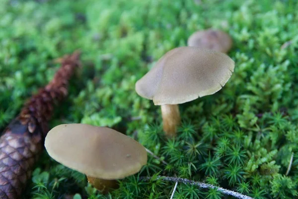 Paddenstoel Het Bos — Stockfoto