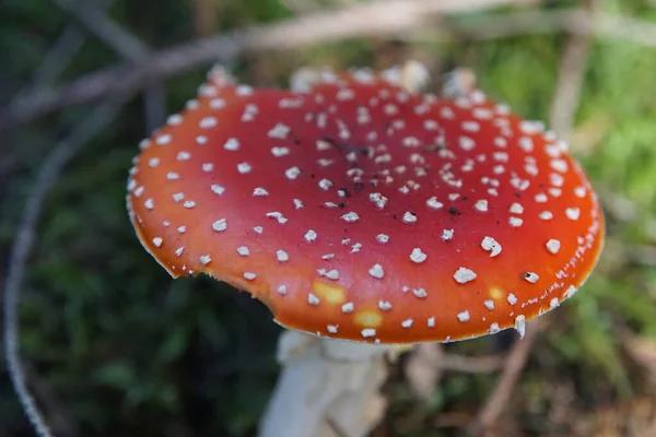 Paddenstoel Het Bos — Stockfoto