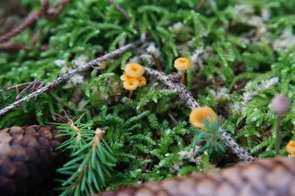 Paddenstoel Het Bos — Stockfoto