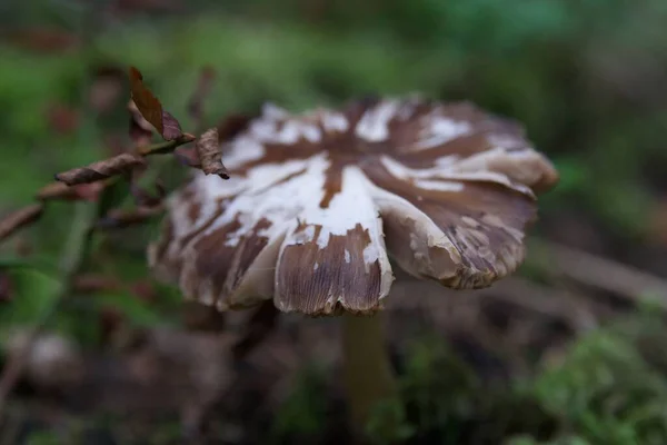 Mushroom Forest — Stock Photo, Image
