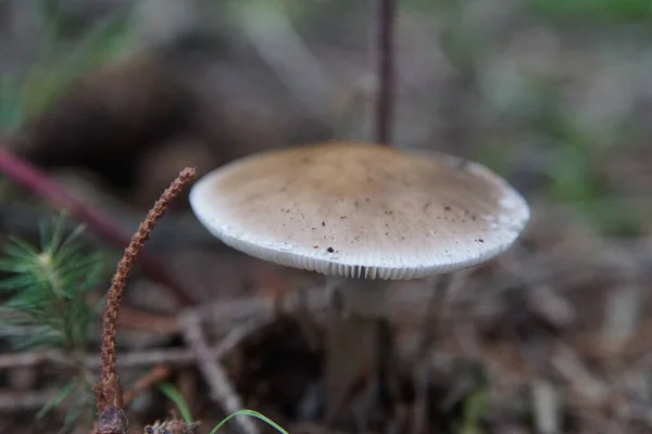 Fungo Nel Bosco — Foto Stock