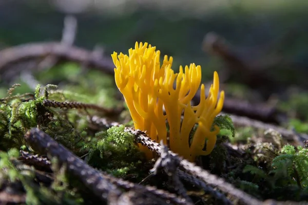 Pilz Wald — Stockfoto