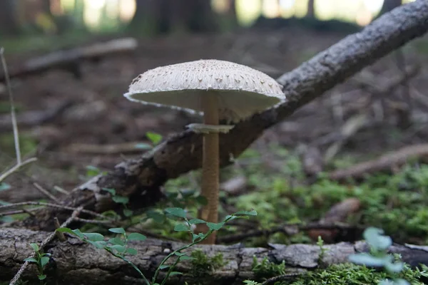 Champignon Dans Forêt — Photo