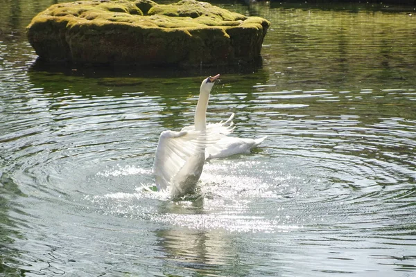 小さな池で白鳥の求愛ダンス — ストック写真