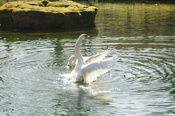 小さな池で白鳥の求愛ダンス — ストック写真