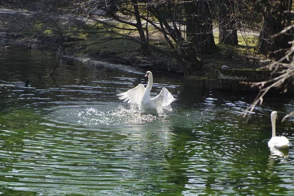 小さな池で白鳥の求愛ダンス — ストック写真