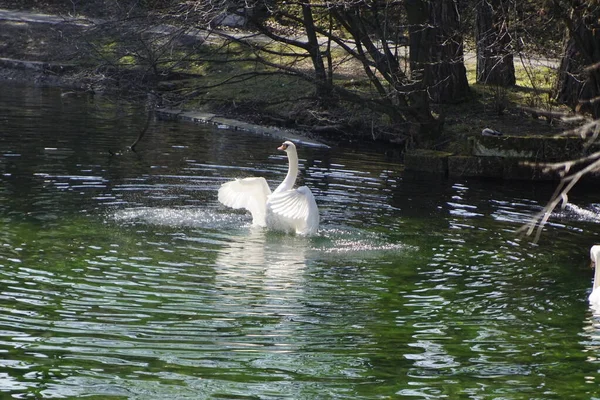 Courtship dance of a swan in a small pond