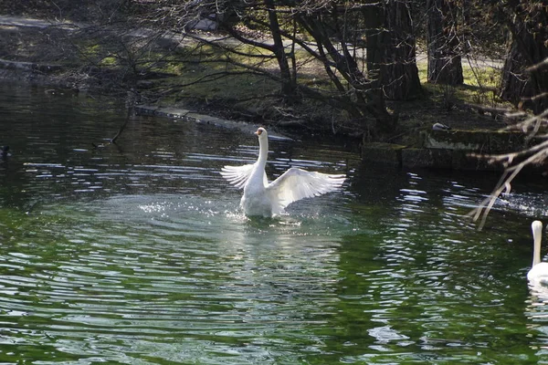 天鹅在一个小池塘里的求爱舞 — 图库照片