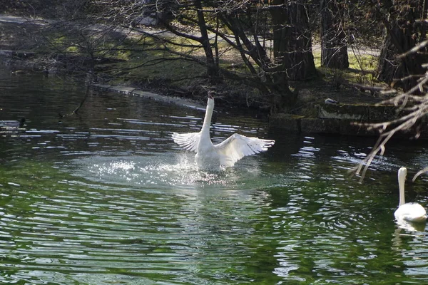 Courtship dance of a swan in a small pond