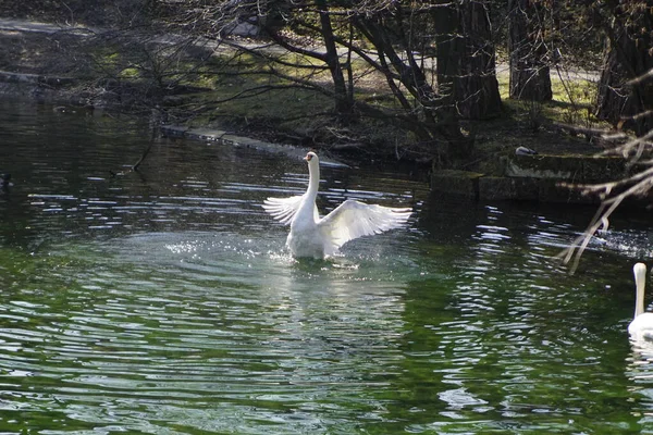 Courtship Dance Swan Small Pond — Stock Photo, Image