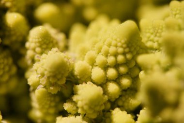 Yeşil Karnabahar Romanesko yakın planda