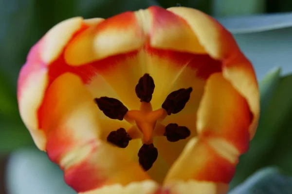 Flor Tulipán Colorido Primer Plano — Foto de Stock