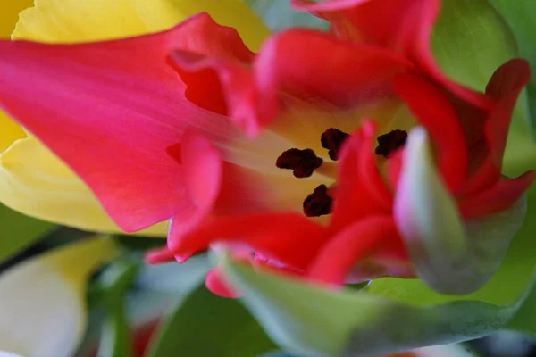 Kleurrijke Tulpenbloesem Close — Stockfoto