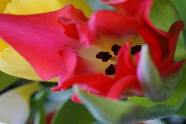 Färgglada Tulpanblommor Nära Håll — Stockfoto