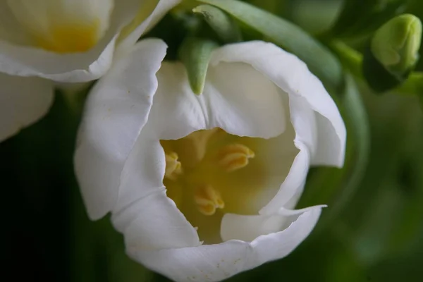 Flor Tulipán Colorido Primer Plano — Foto de Stock