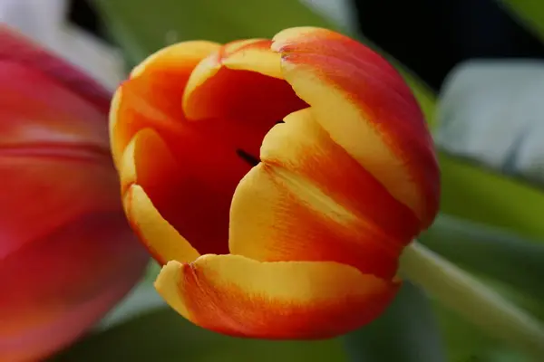 Flor Tulipán Colorido Primer Plano — Foto de Stock